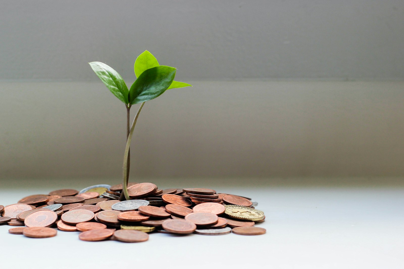 Stacks of coins growing beside a small plant on a wooden table