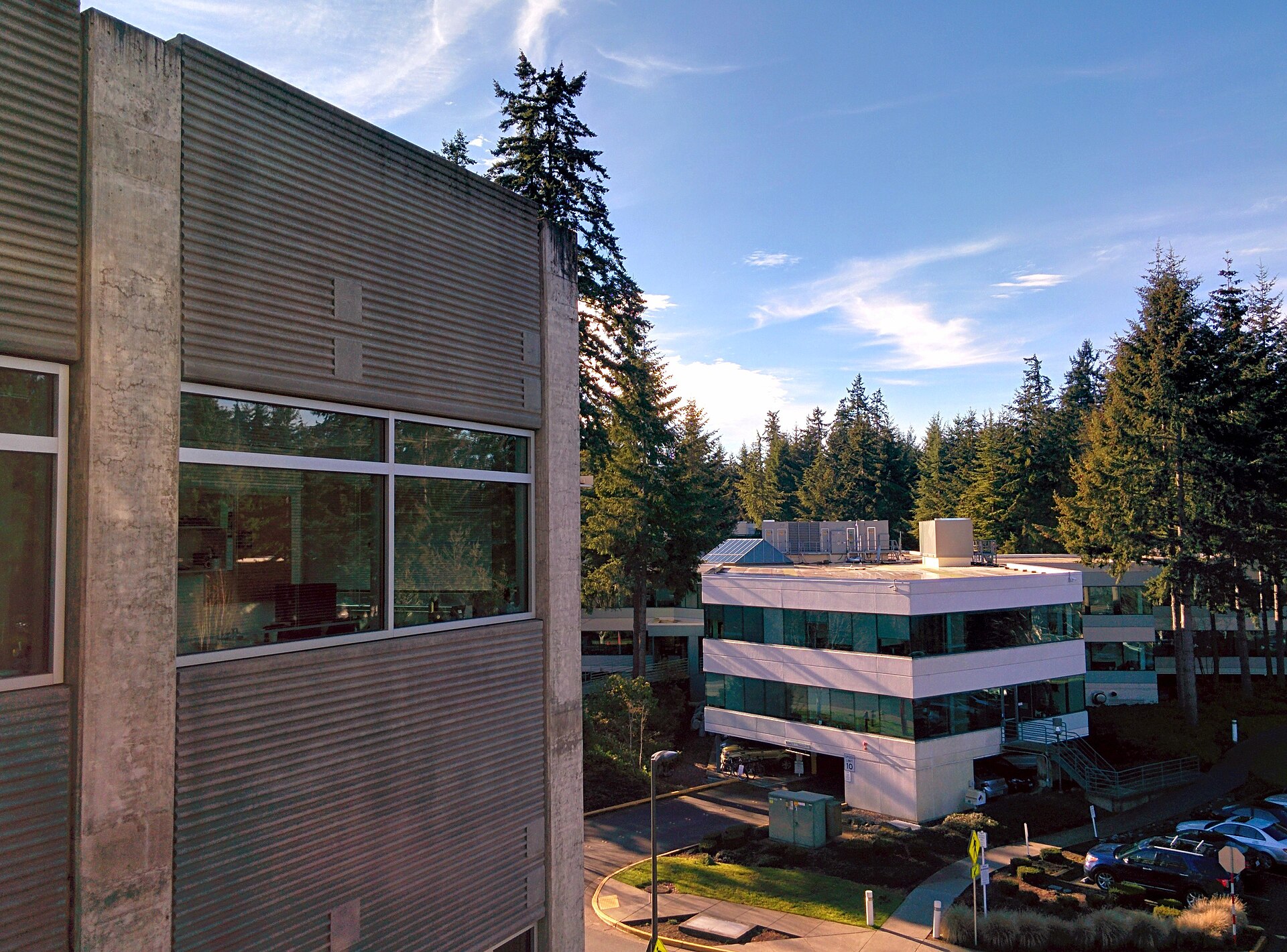 Office buildings and evergreen trees on Microsoft's Redmond campus